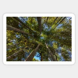 Bamboo Forest Canopy Sticker